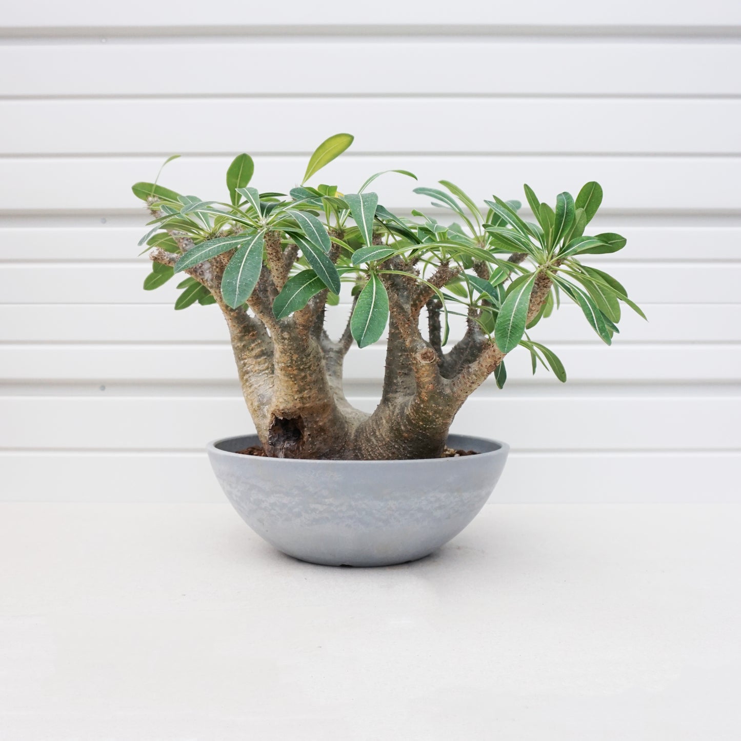 Pachypodium makayense #PDM001AD