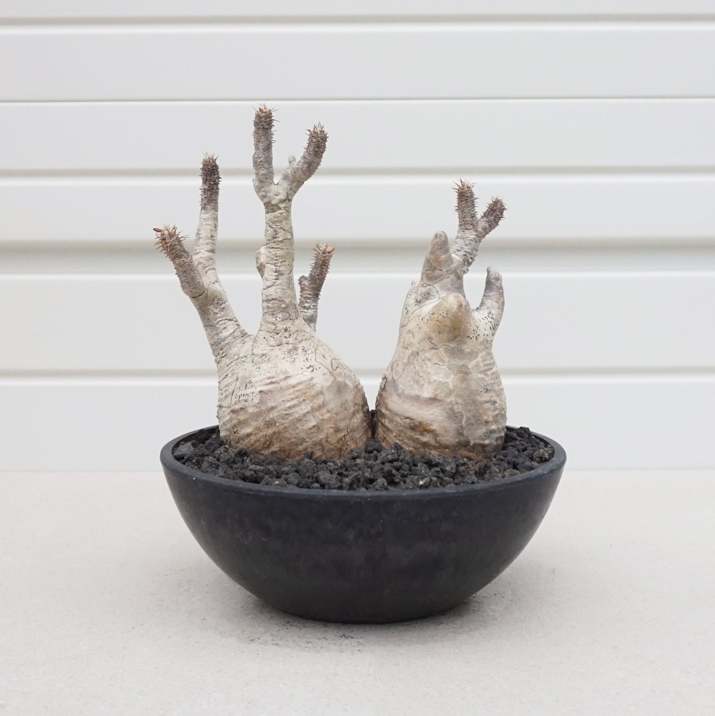 Pachypodium gracilius #PDG005AD