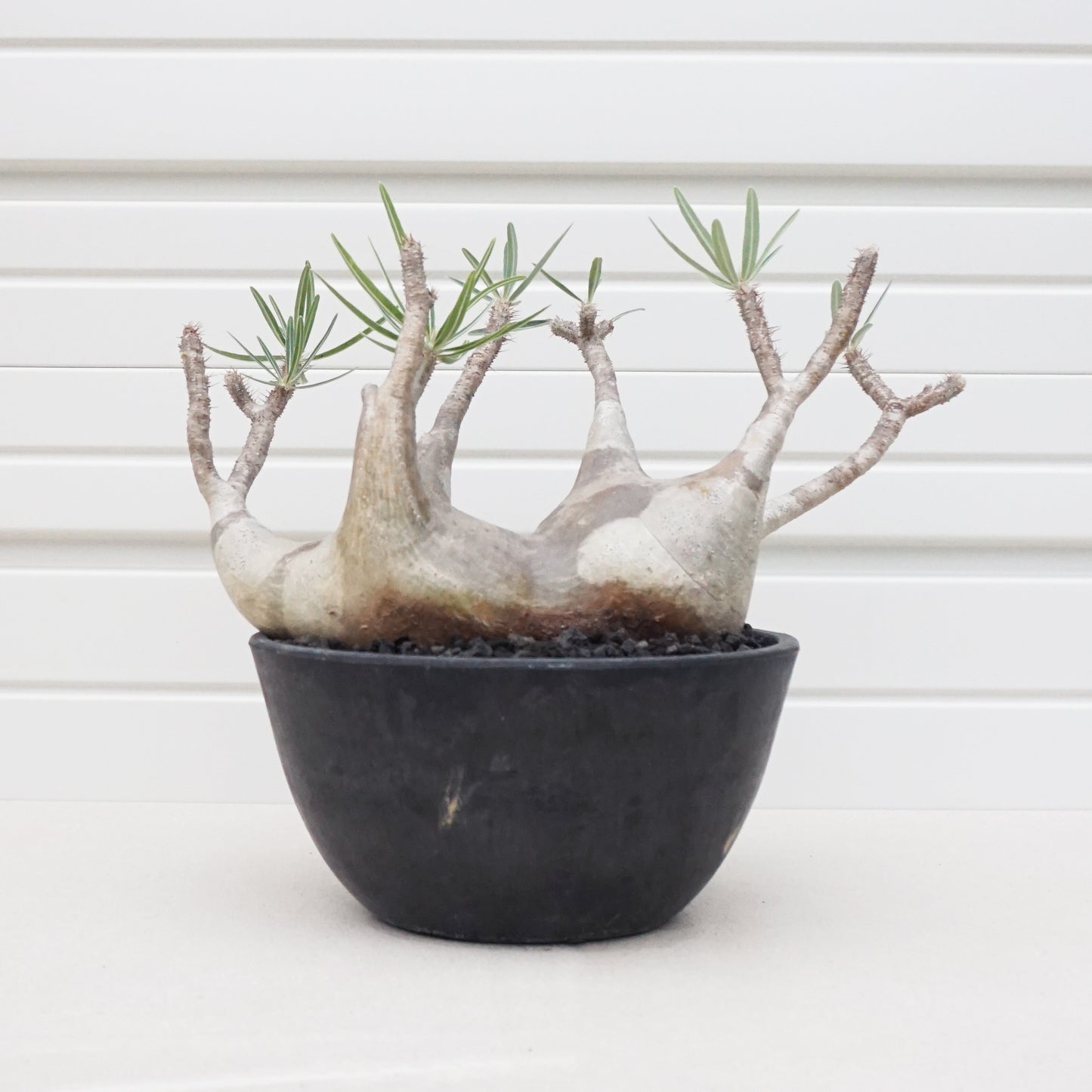 Pachypodium gracilius #PDG004AD