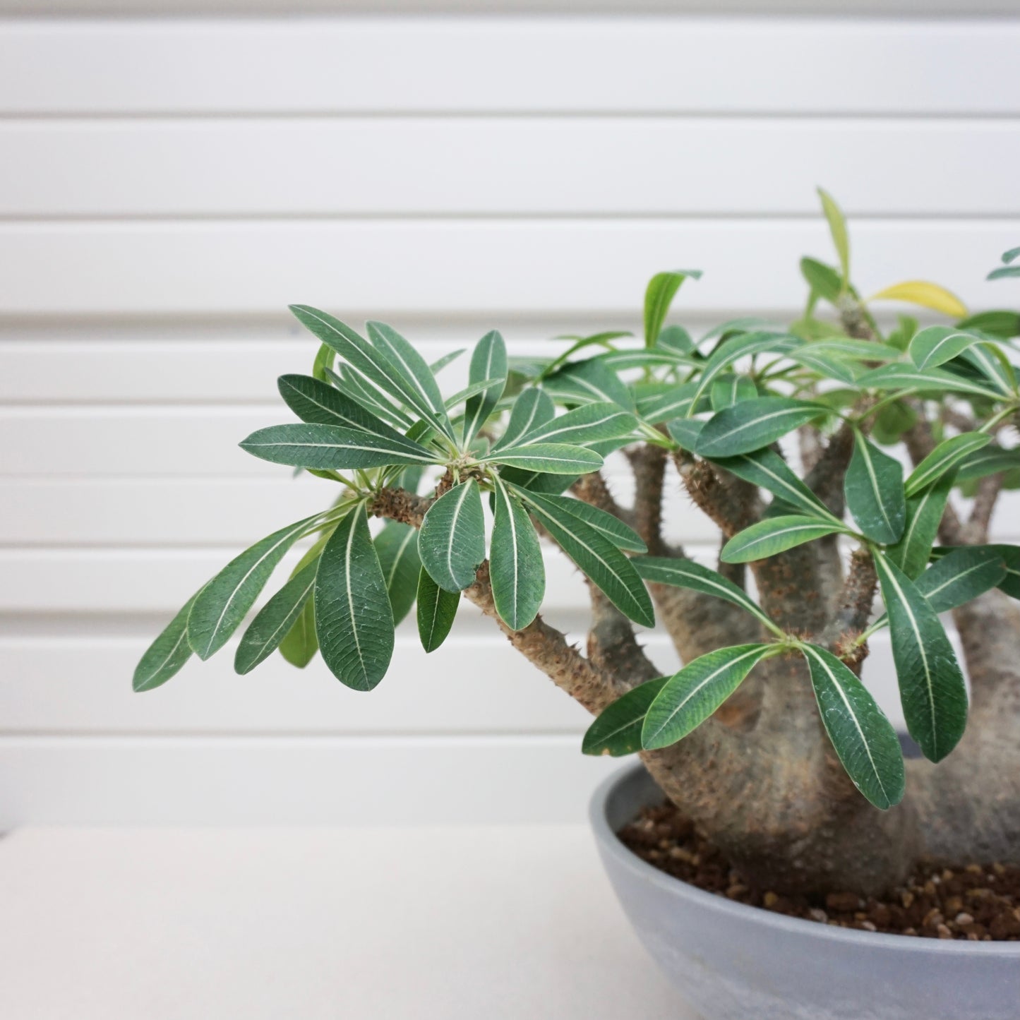 Pachypodium makayense #PDM001AD
