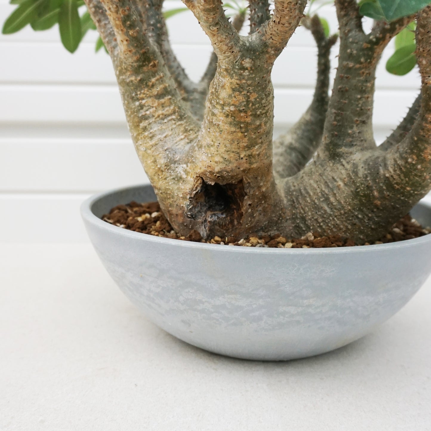 Pachypodium makayense #PDM001AD