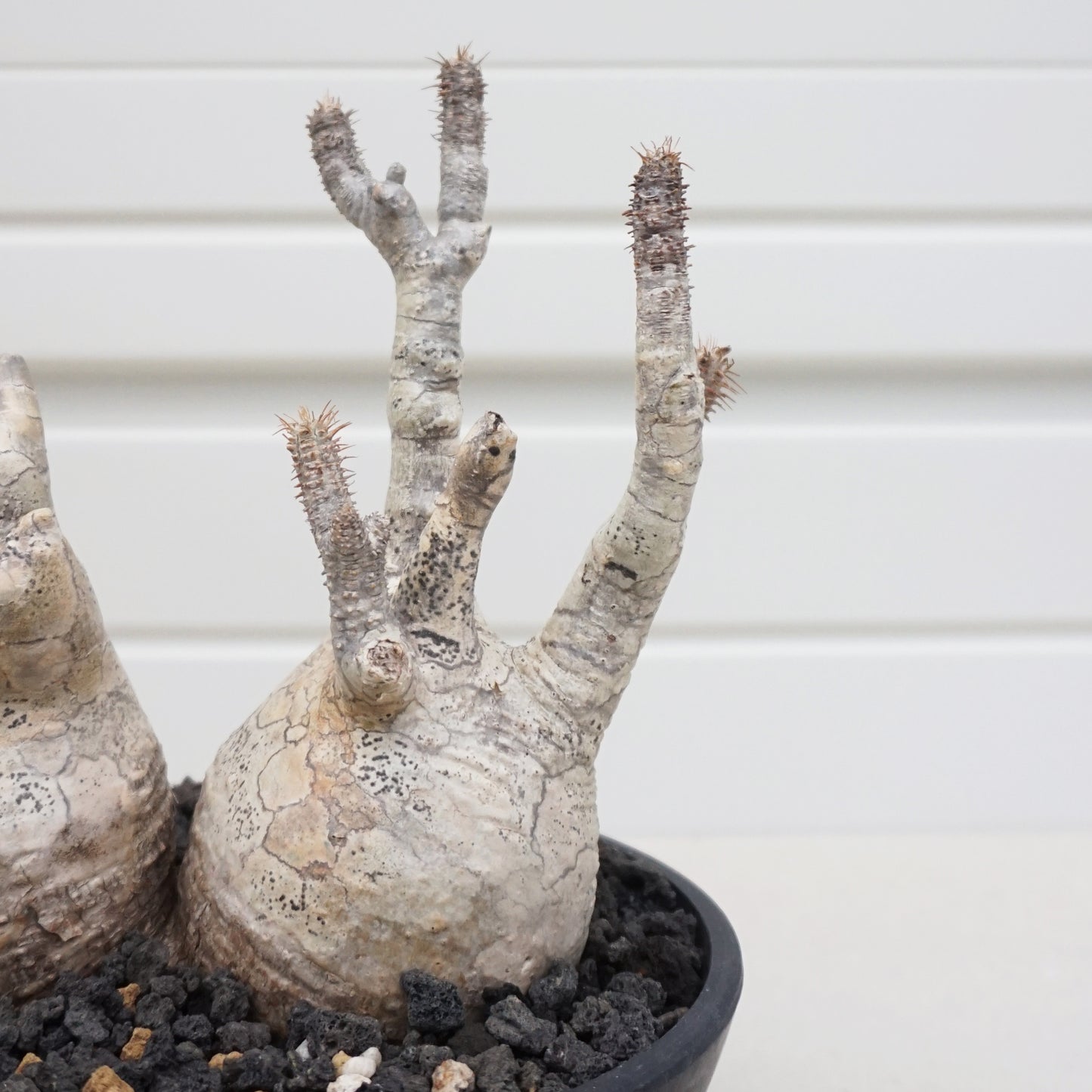 Pachypodium gracilius #PDG005AD