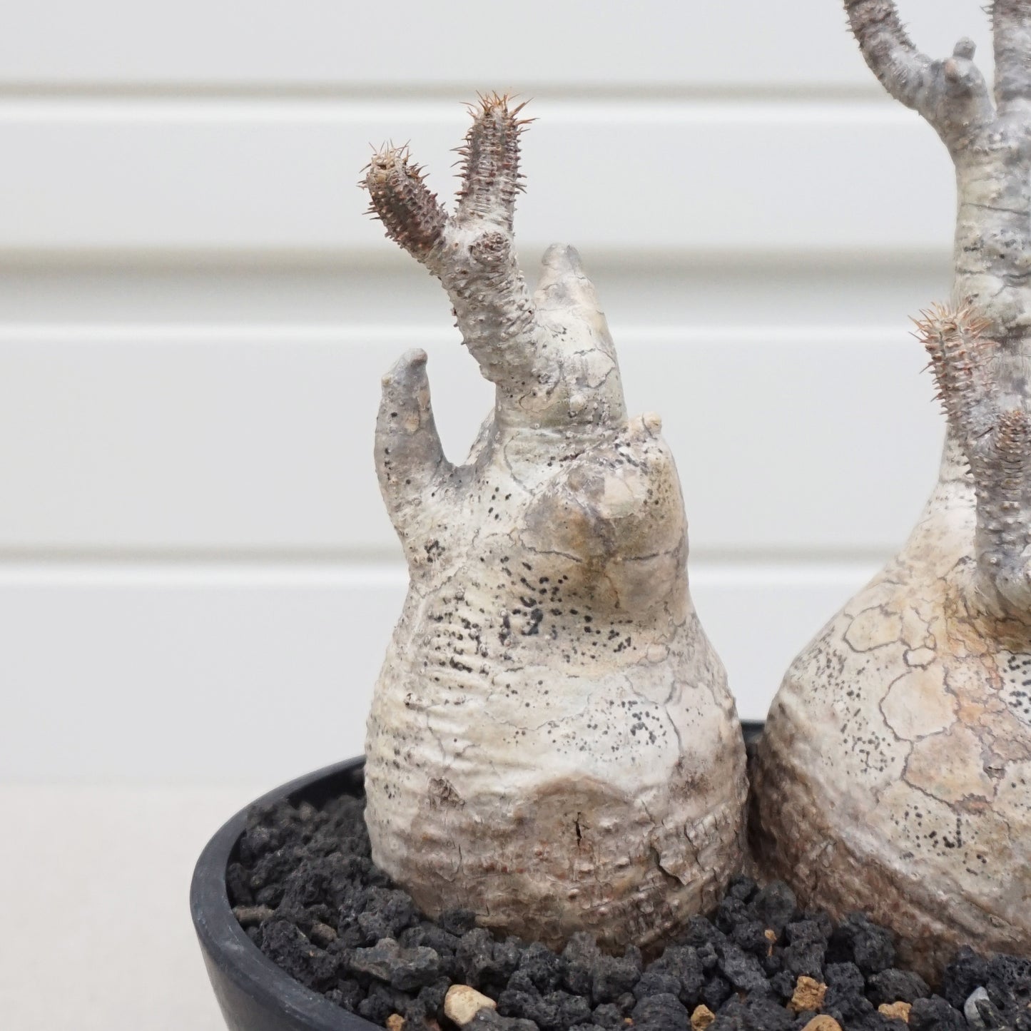 Pachypodium gracilius #PDG005AD