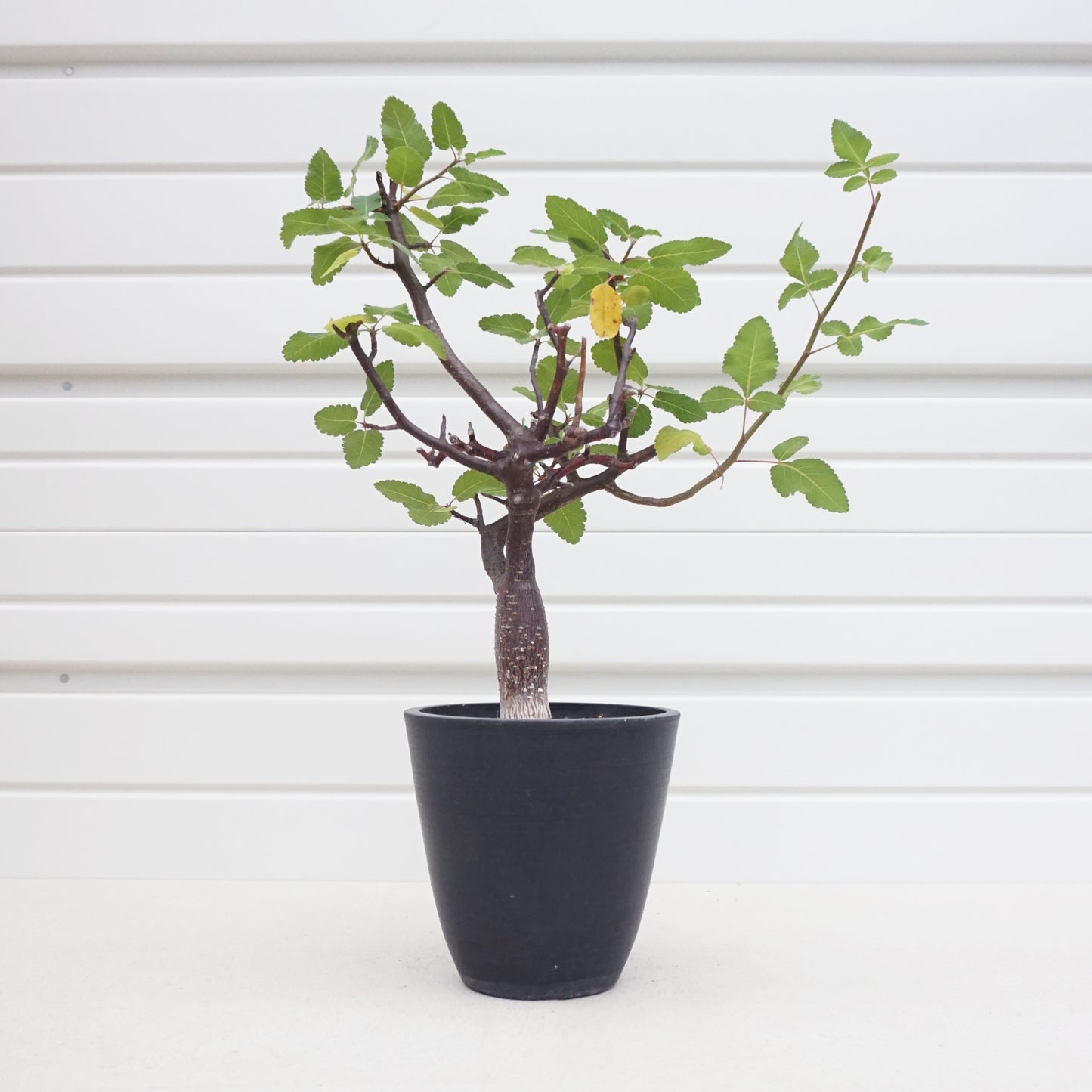 Bursera hindsiana #BHS001AD