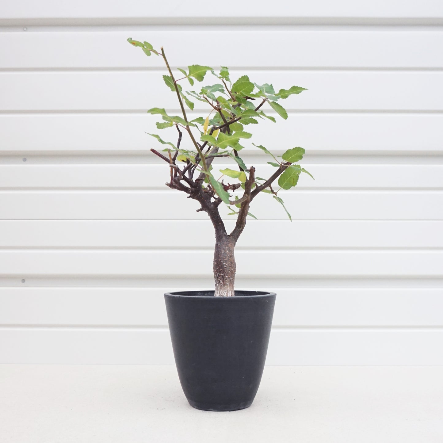 Bursera hindsiana #BHS001AD