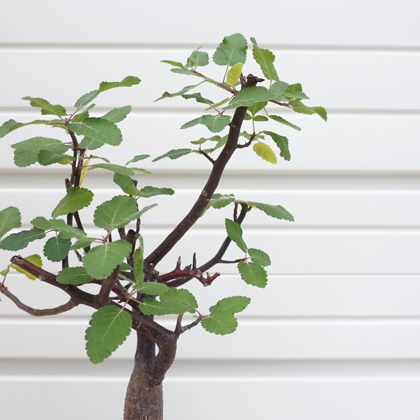 Bursera hindsiana #BHS001AD