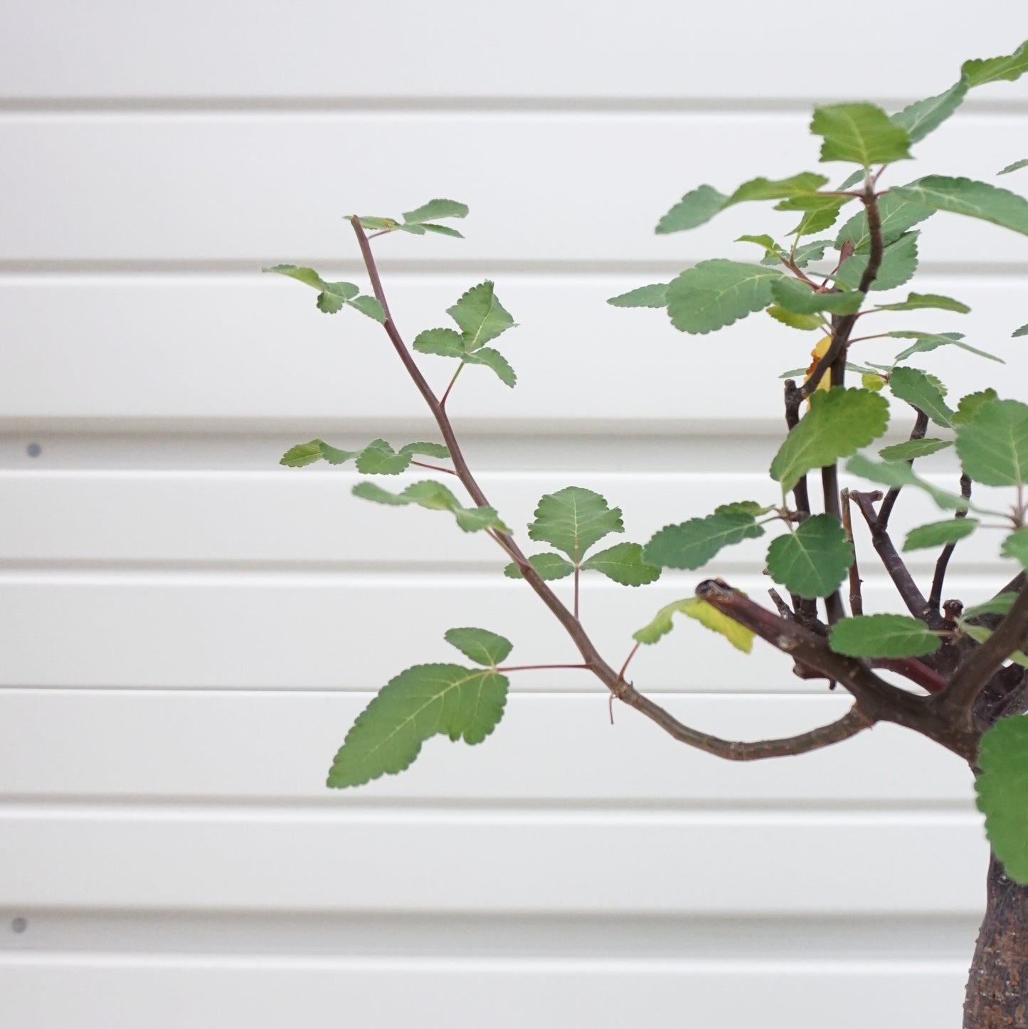 Bursera hindsiana #BHS001AD