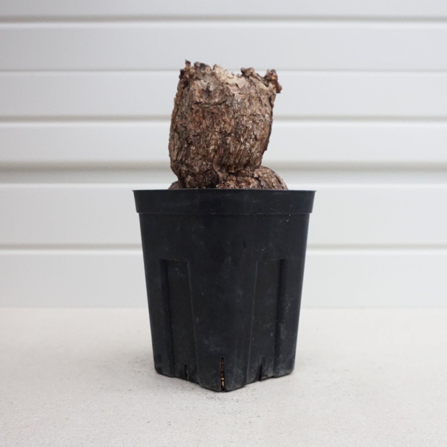 Pelargonium triste #PT001AD