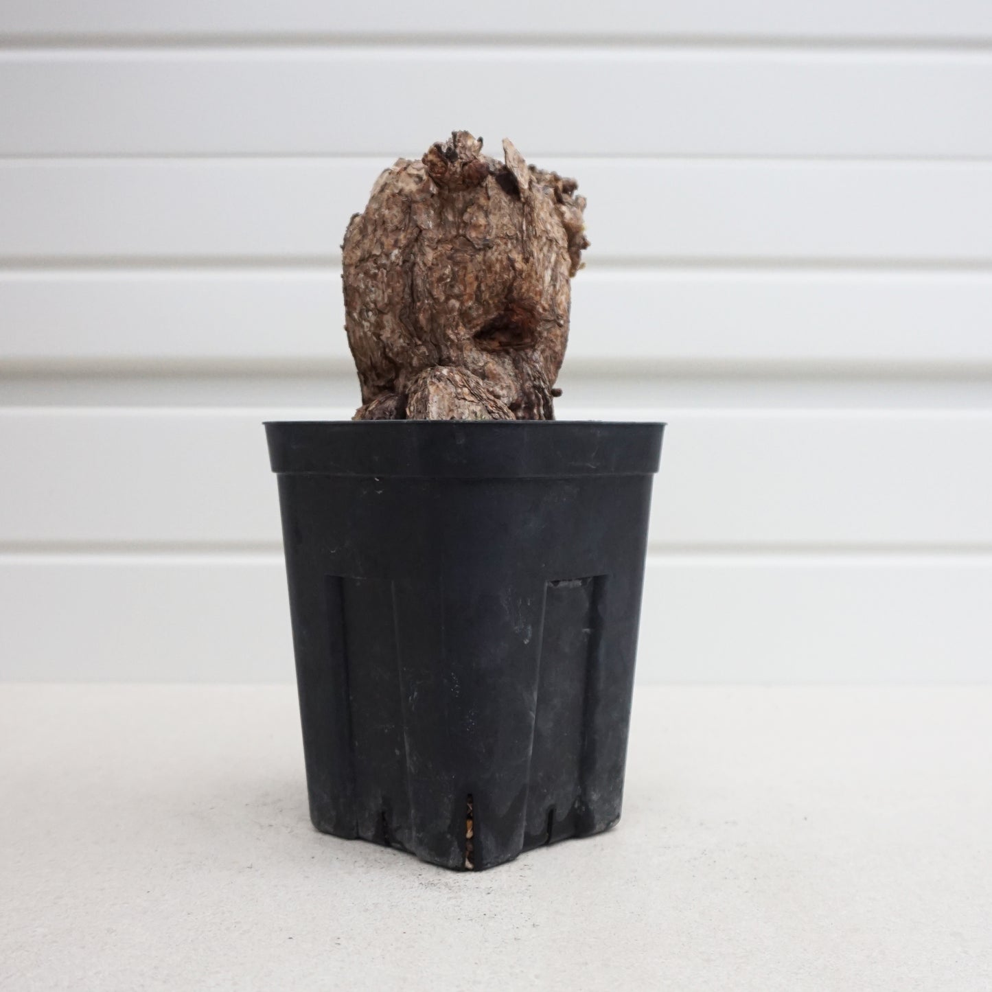 Pelargonium triste #PT001AD
