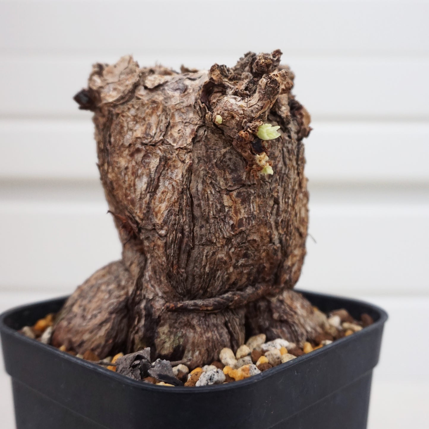 Pelargonium triste #PT001AD