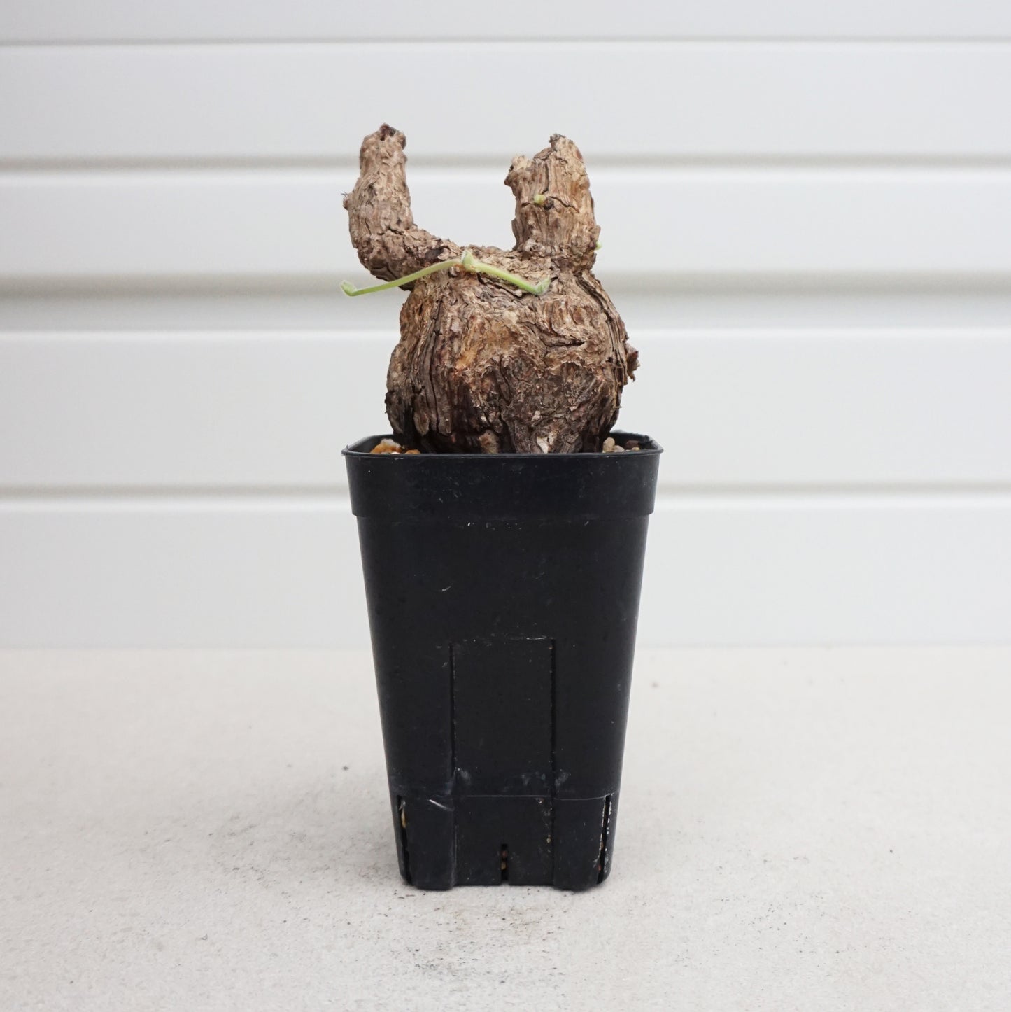 Pelargonium triste #PT002AD