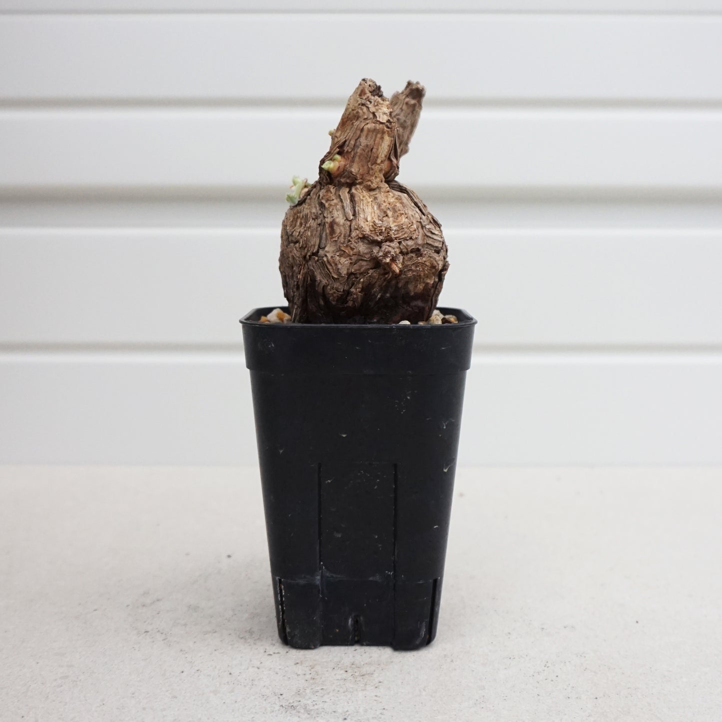 Pelargonium triste #PT002AD