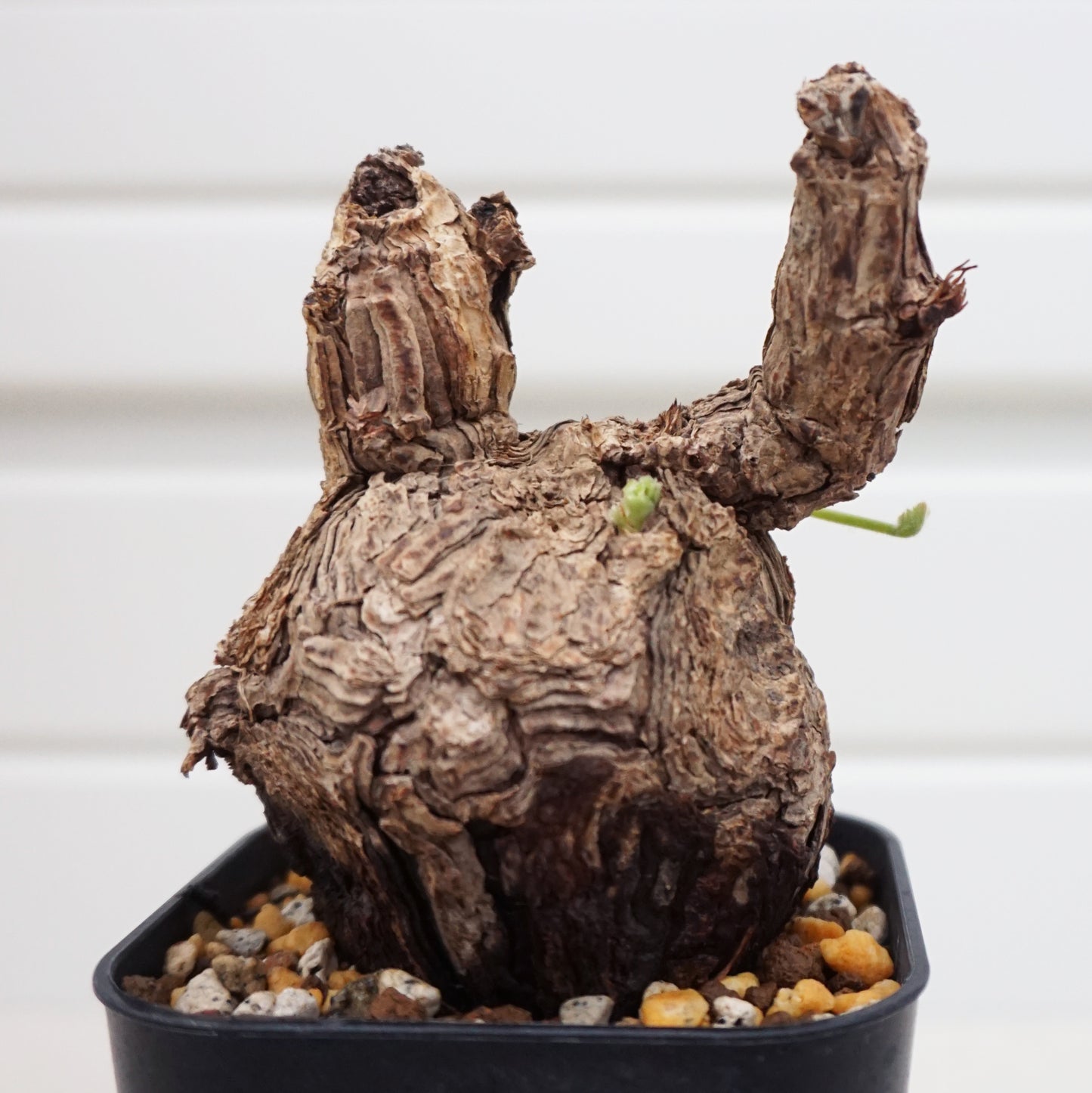 Pelargonium triste #PT002AD
