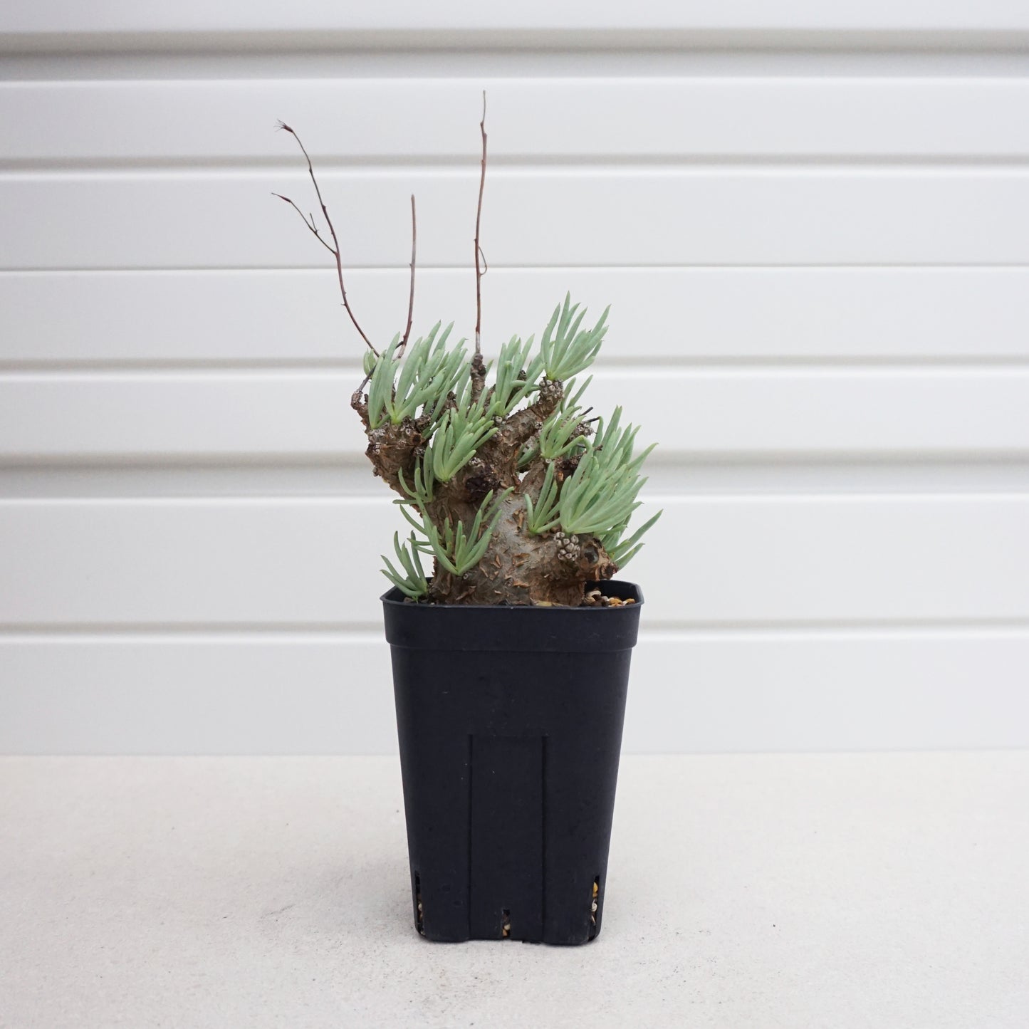 Tylecodon pearsonii #TP002AD