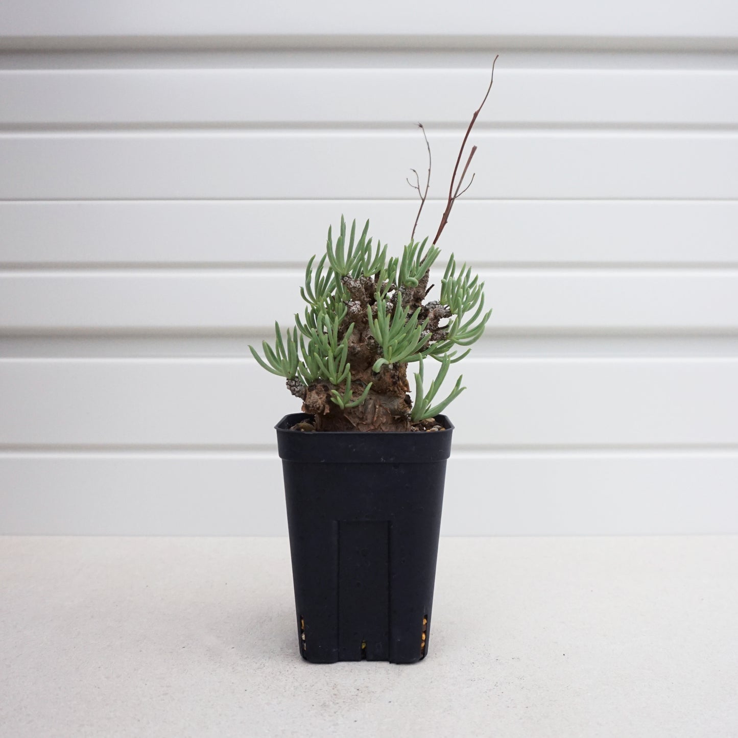 Tylecodon pearsonii #TP002AD