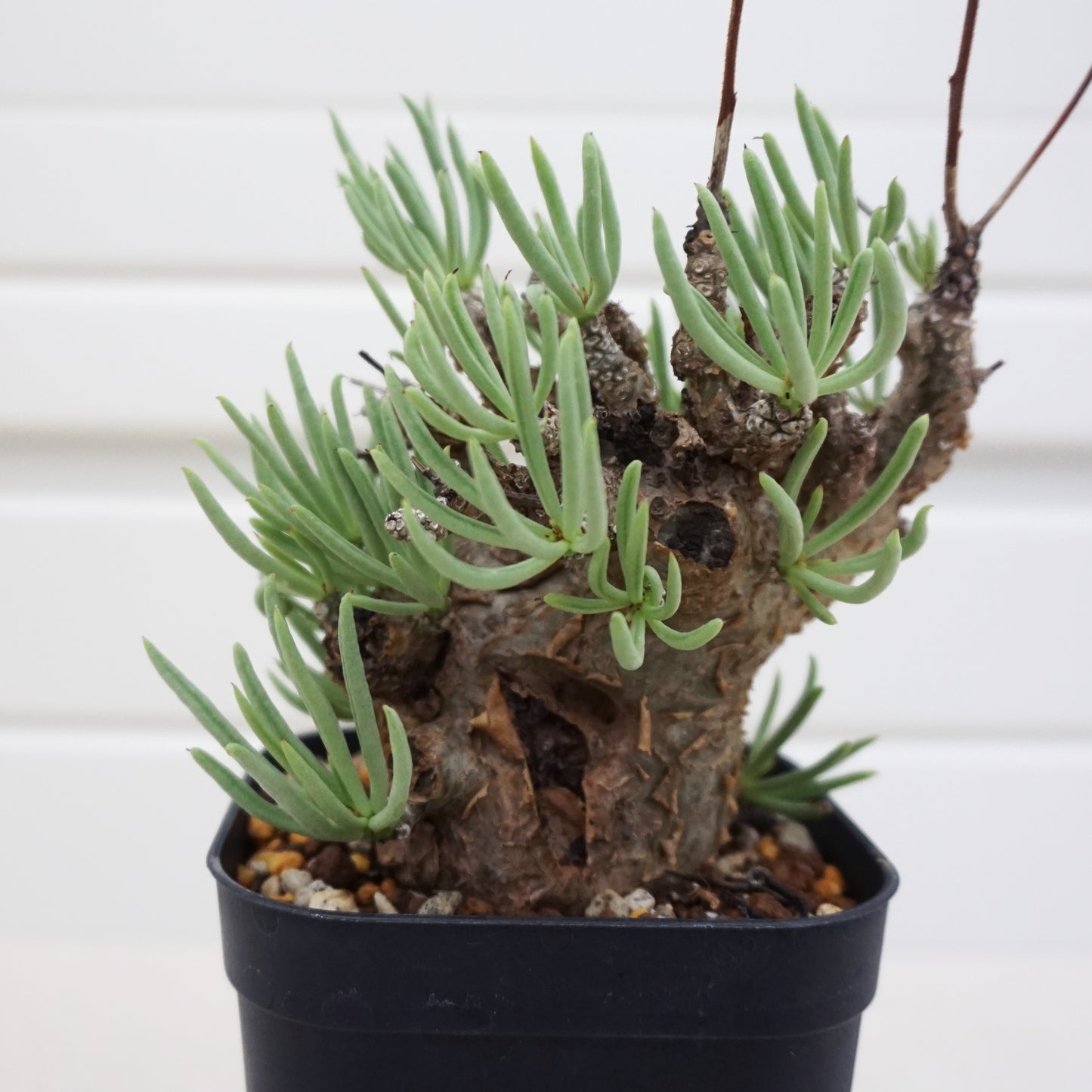 Tylecodon pearsonii #TP002AD