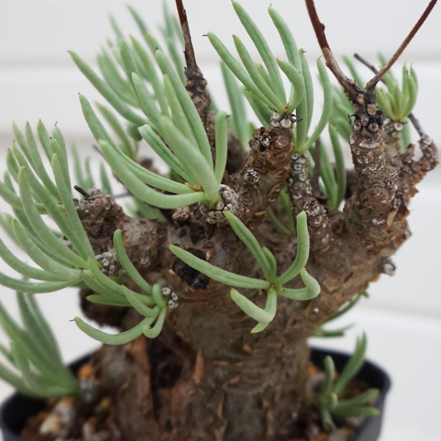 Tylecodon pearsonii #TP002AD