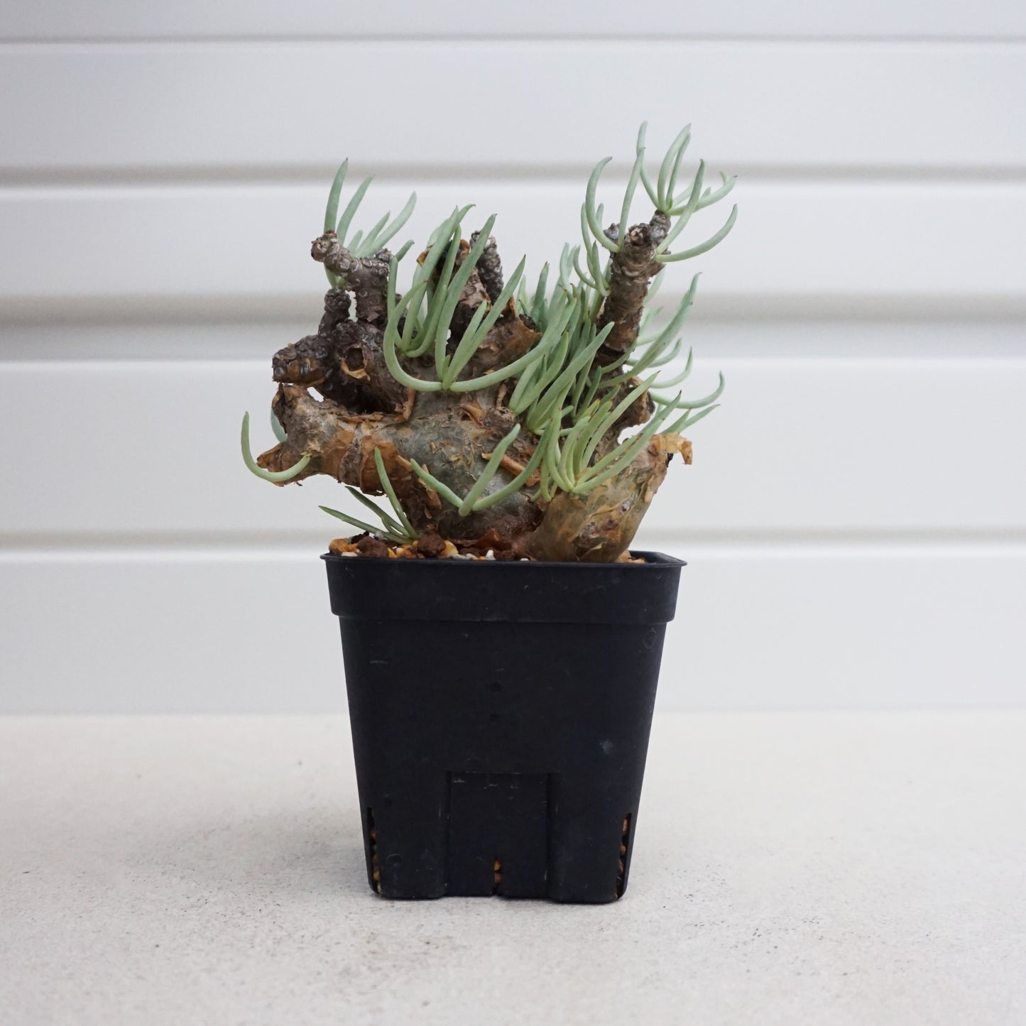 Tylecodon pearsonii #TP001AD