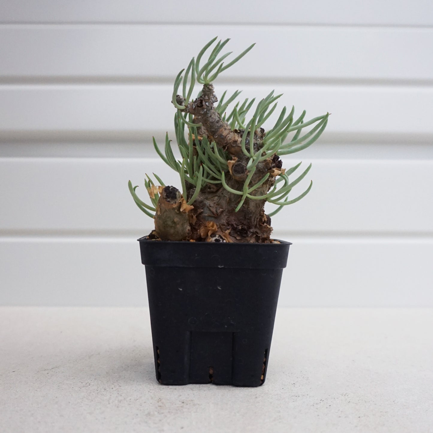 Tylecodon pearsonii #TP001AD