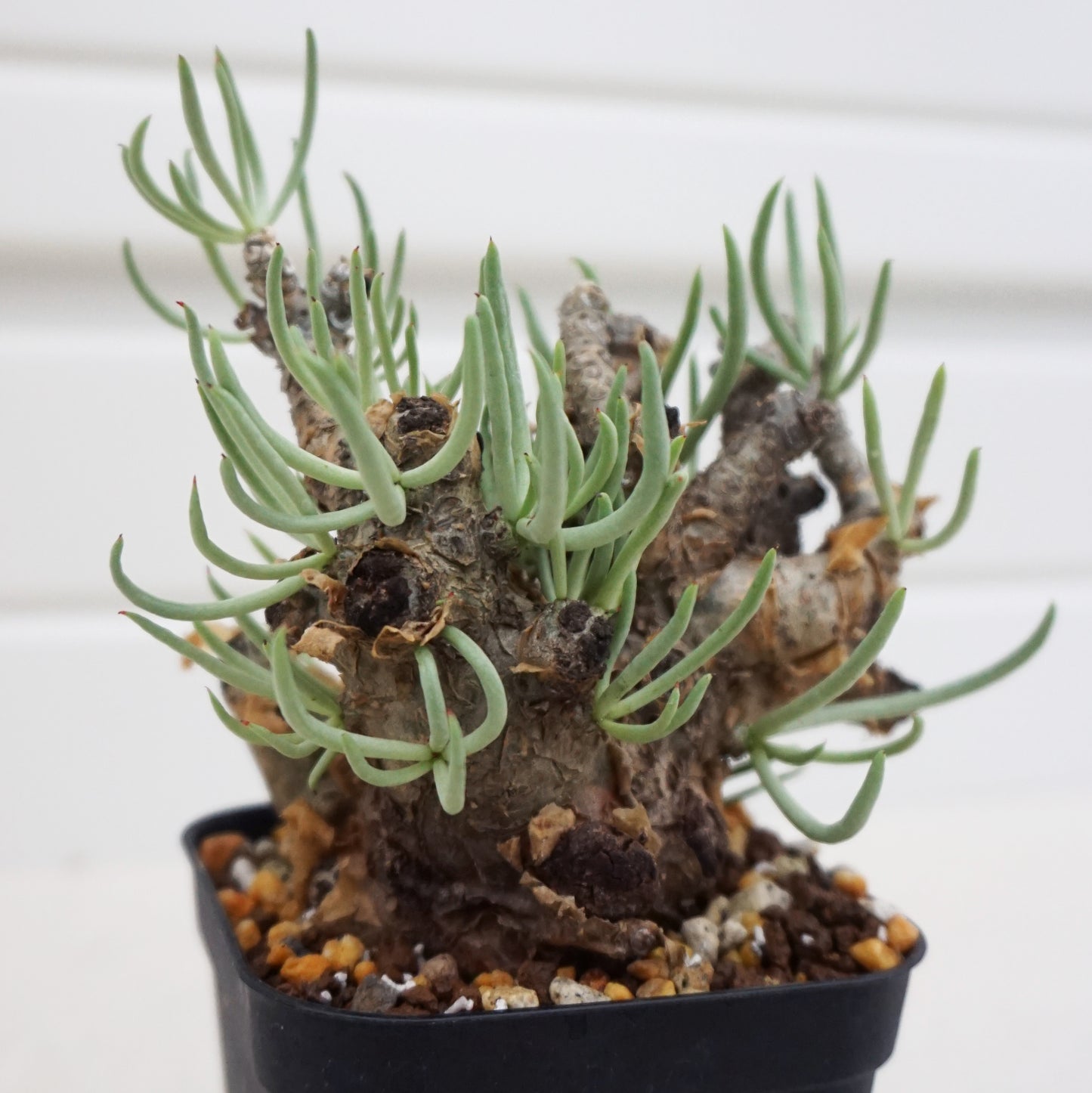 Tylecodon pearsonii #TP001AD