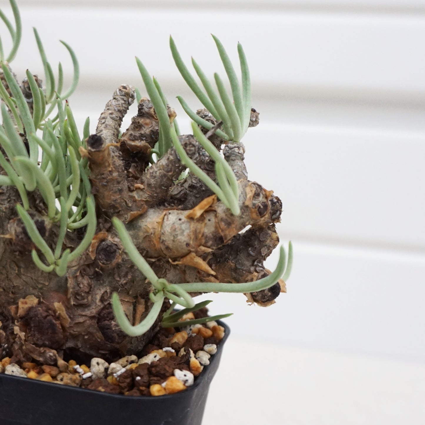 Tylecodon pearsonii #TP001AD