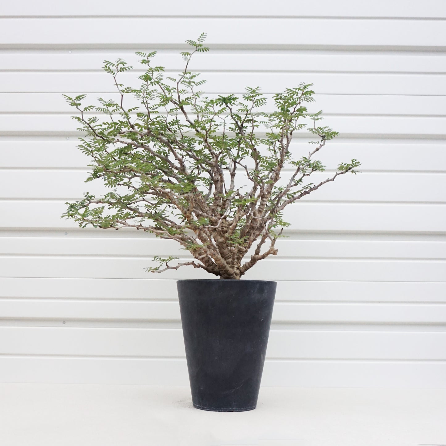 Senna meridionalis #SMO001AD