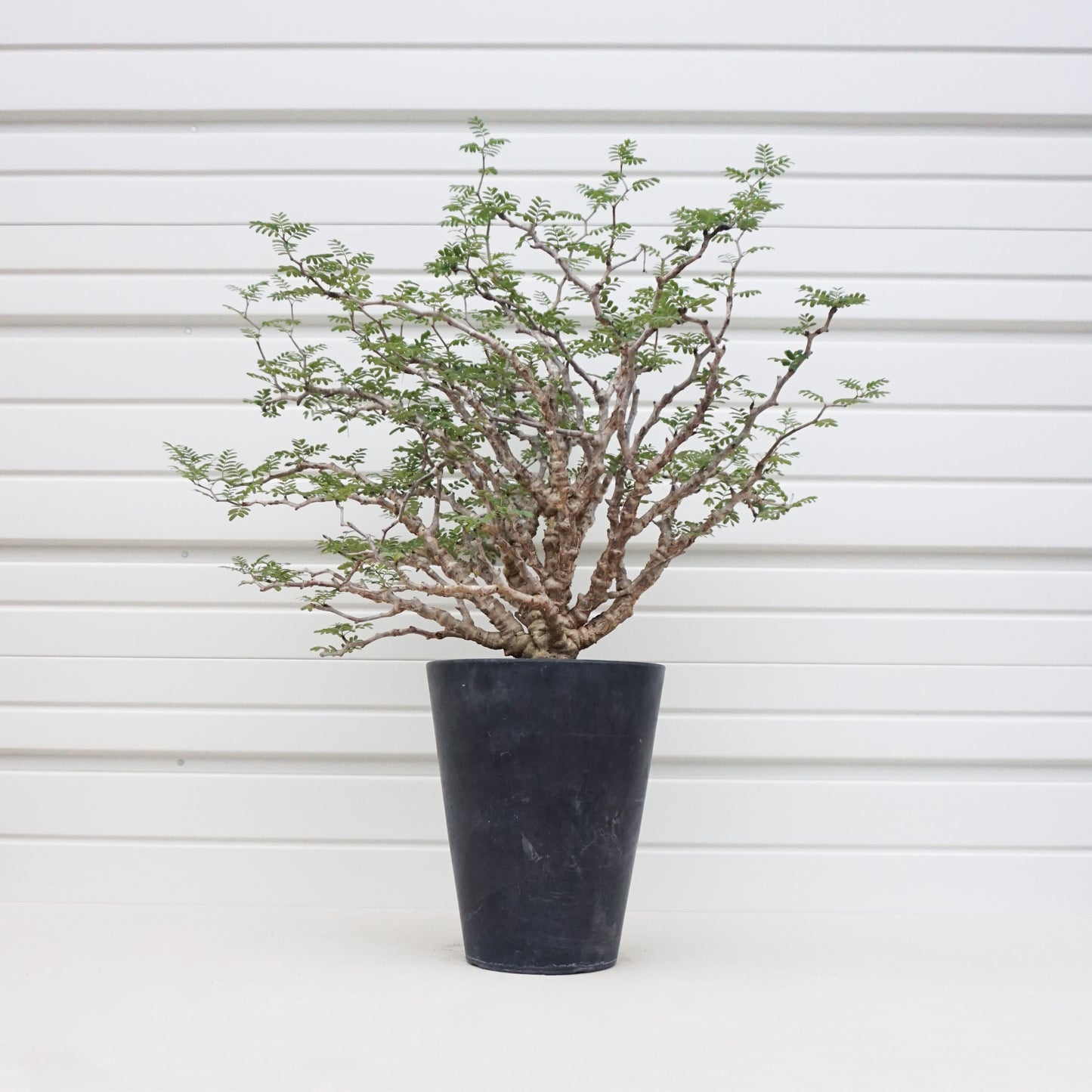 Senna meridionalis #SMO001AD