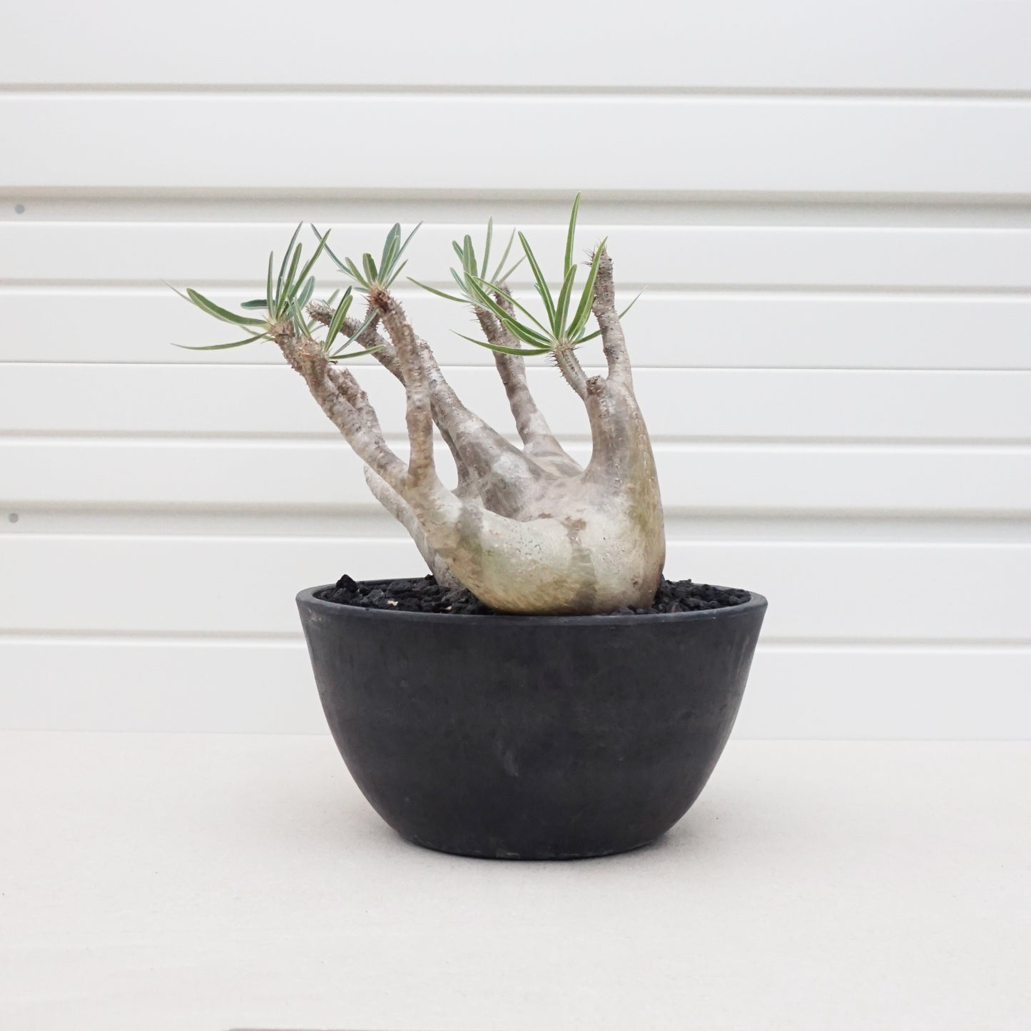 Pachypodium gracilius #PDG004AD