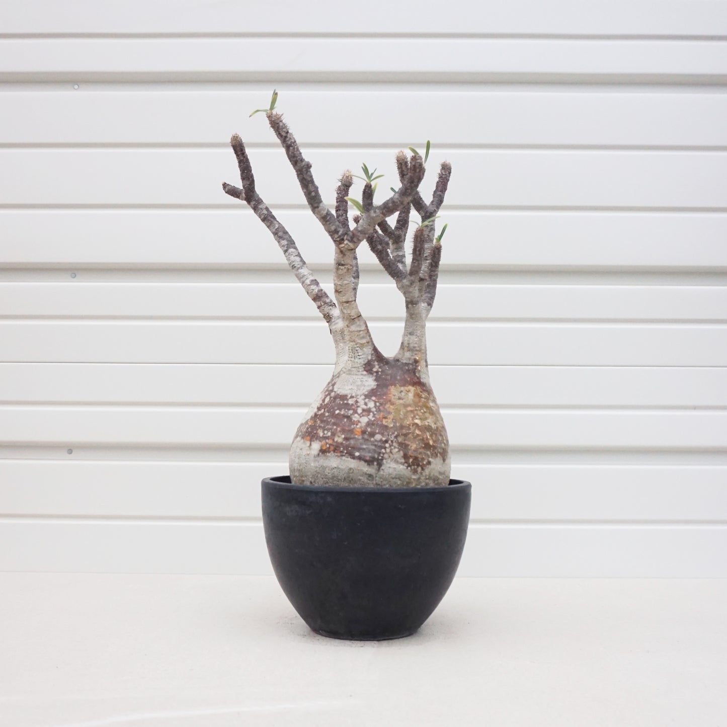 Pachypodium gracilius #PDG007AD