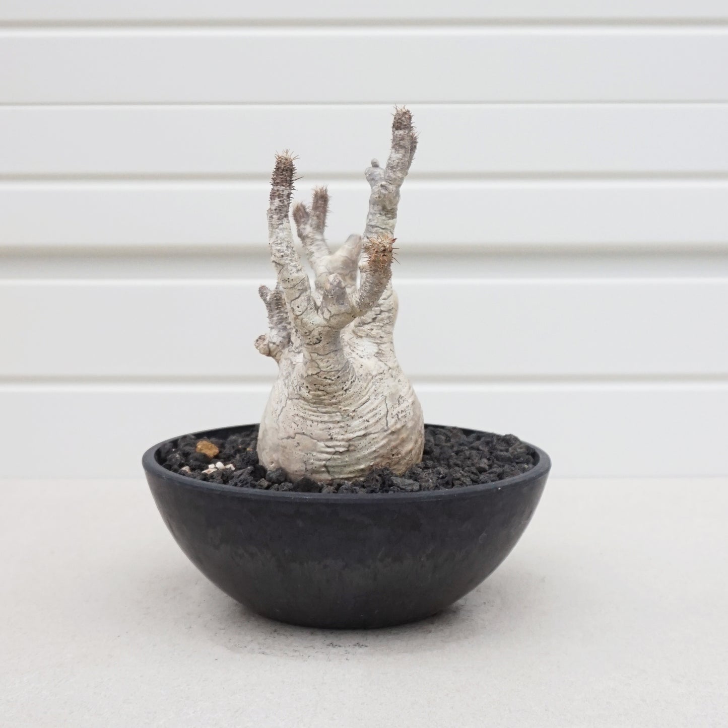 Pachypodium gracilius #PDG005AD