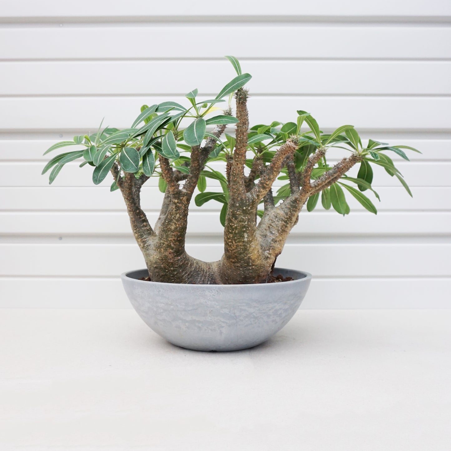 Pachypodium makayense #PDM001AD