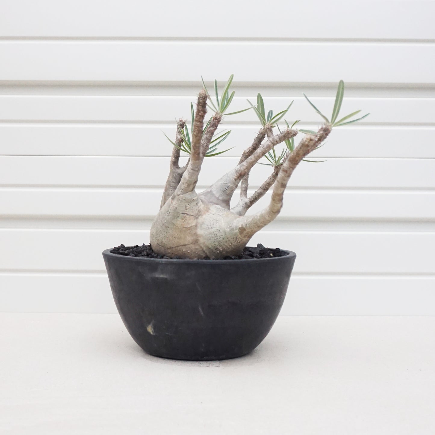 Pachypodium gracilius #PDG004AD